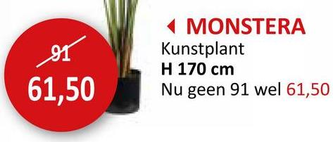 MONSTERA