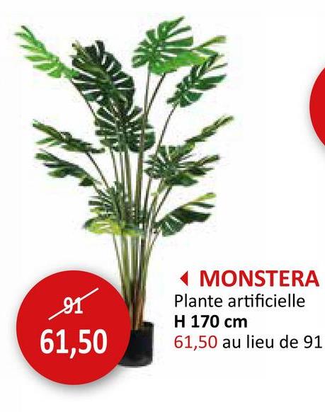 MONSTERA